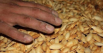 Kabak Çekirdeği Yetiştiriciliği Nedir ve Nasıl Yapılır?